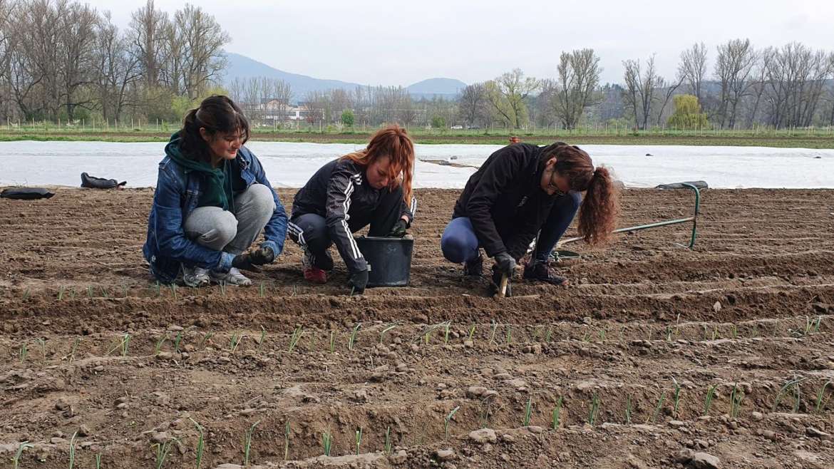 Volunteer work on the biodynamic farm Svobodný statek