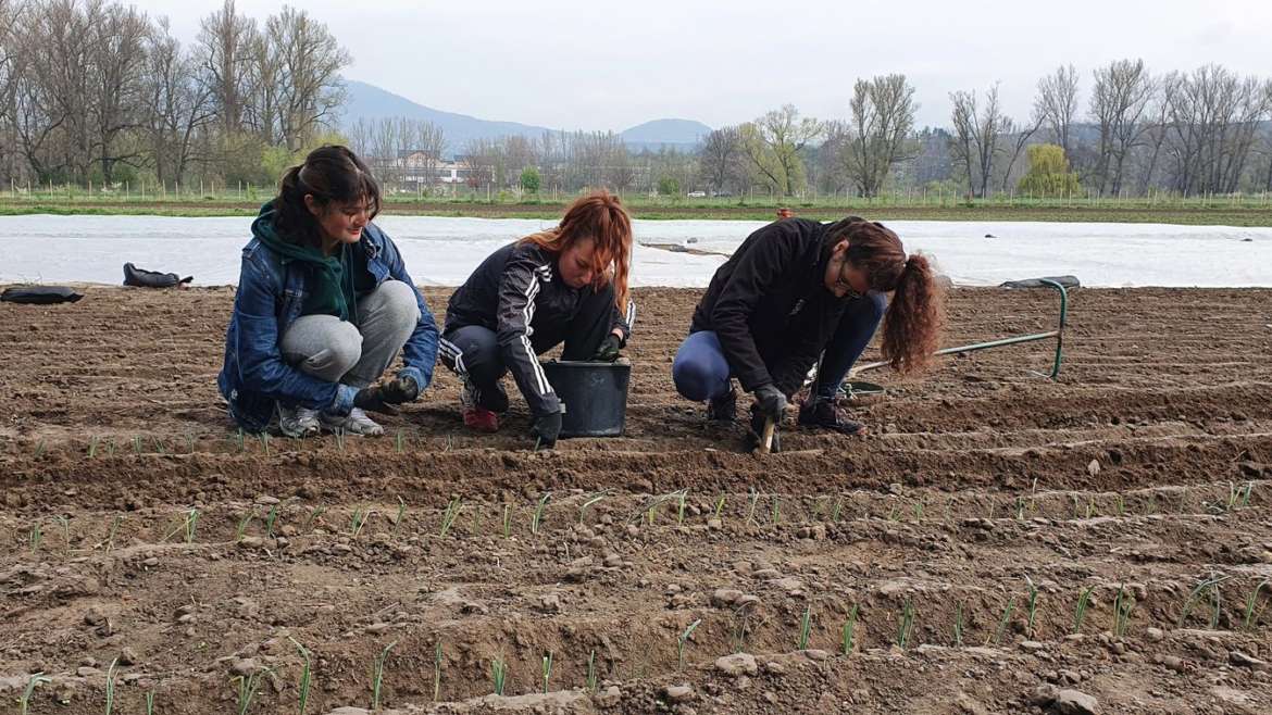 Dobrovolnická práce na biodynamickém Svobodném statku