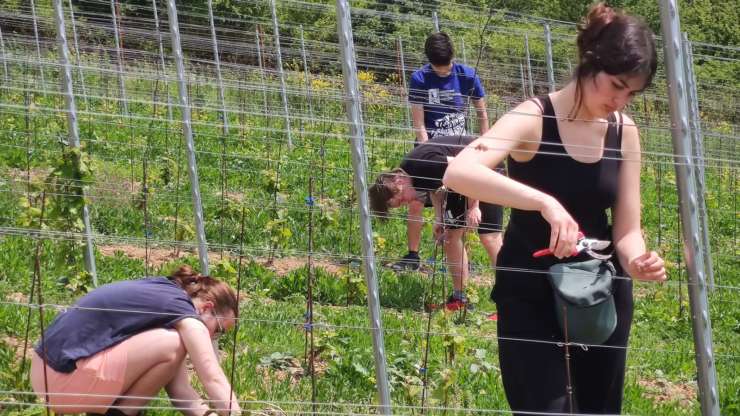 Spring work in the vineyard