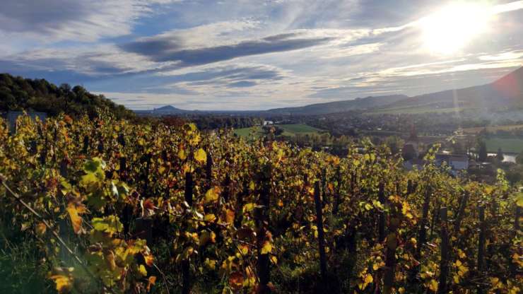 We collect wine at Bogdan Trojak’s!